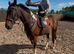 Best family horse
