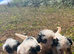 Sealyham puppies for sale