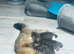 X4 fluffy Siberian x tabby kittens