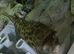 CROSS RIVER PUFFERFISH