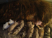 Beautiful lovely cocker spaniel