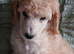 Standard poodle boy