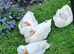 2 pairs of white call ducks for sale