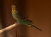 Budgie for sale