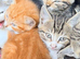 8 weeks old kittens looking for new homes