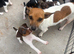 Jack Russell puppy’s for sale