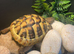 Beautiful tortoise