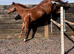 Proven Thoroughbred Stallion