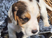 Sprocker Pups (F2) from Licenced Breeder