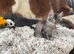 OUTSTANDING MAINE COON KITTENS