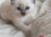 Adorable Pedigree Ragdoll Kittens For Sale