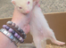 Albino