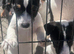 Stunning litter of jackrussel puppies