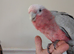 Galah parrot for sale