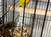 Baby lovebirds