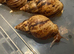 Lissachatina Reticulata 7-8cm
