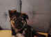 German shepherd cross border collie puppies known as Shollies for sale