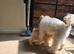 Beautiful toy poodle cross