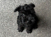 Miniature schnauzer