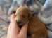 Beautiful Litter of 7 F1B Cavapoo puppies