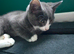 2 12 week old kittens