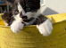Beautiful playful kittens