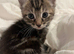 Tabby Kittens