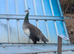 1 year old peahen