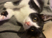 2 cats free ( phoenix and clover)