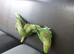 Alexandrine parrot