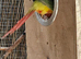 Breeding pair of conure