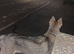 Husky cross gsd
