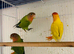 Lovebirds for sale