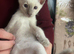 Two Beautiful Siamese Boy Kittens Looking for Their Forever Homes