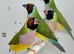 Female Gouldian finches for sale