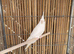 Budgies 3-4 months old.