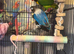 Hand-reared love birds