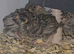 Button quail chicks