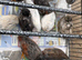 Male button quail