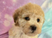 Ready for forever homes