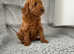 KC EXTENSIVELY HEALTH TESTED POODLE