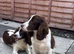 Two 18 month old cocker spaniel sisters