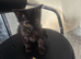 British shorthair mix kittens and mother for sale