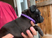 Staffordshire bull terrier pups