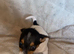 Jack Russell puppies