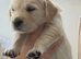 Golden retriever pups  only 1 female   2  males available  absolutely stunning litter ready to leave 11th august