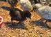 Pekins cream legbar and silver French copper maran