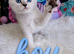 Stunning Scottish Fold & Scottish Straight Chinchilla Kittens
