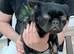 French bulldog fluffy