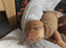 miniature dachshund puppies